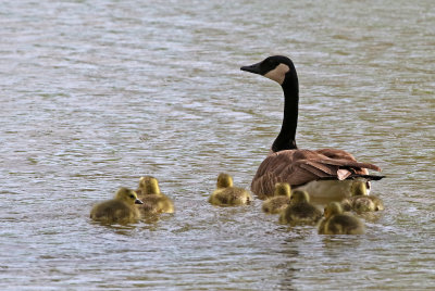 Canada Goose 2021-05-05