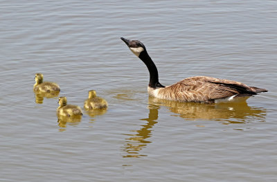 Canada Goose 2021-05-06