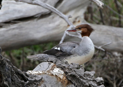 Common Merganser 2021-05-15