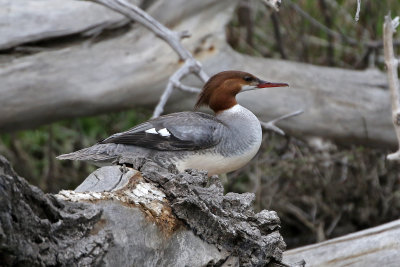 Common Merganser 2021-05-15