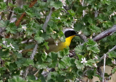 Common Yellowthroat 2021-05-01