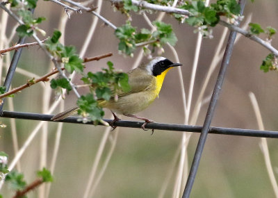 Common Yellowthroat 2021-05-01