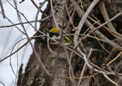 Chestnut-sided Warbler 2021-05-09