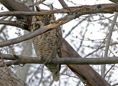 Great Horned Owl 2021-05-02