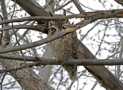 Great Horned Owl 2021-05-02