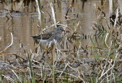 Lesser Yellowlegs 2021-05-02