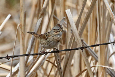 Lincoln's Sparrow 2021-05-01