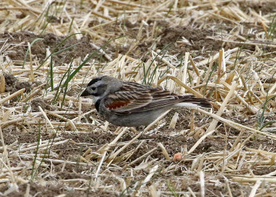 Thick-billed Longspur 2021-05-02