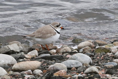 Piping Plover 2021-05-05