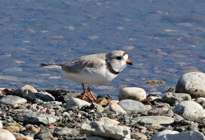 Piping Plover 2021-05-06