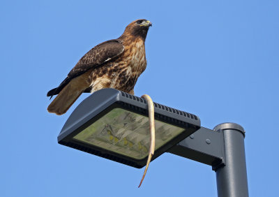 Red-tailed Hawk 2021-05-14