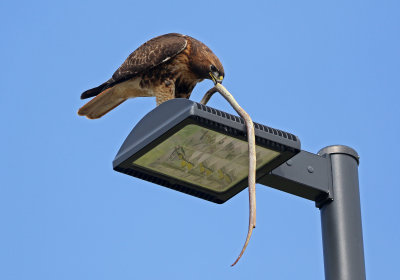 Red-tailed Hawk 2021-05-14