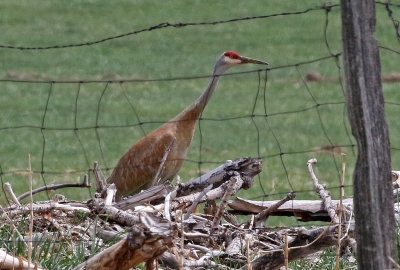 Sandhill Crane 2021-05-01