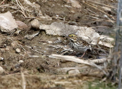 Savannah Sparrow 2021-05-01