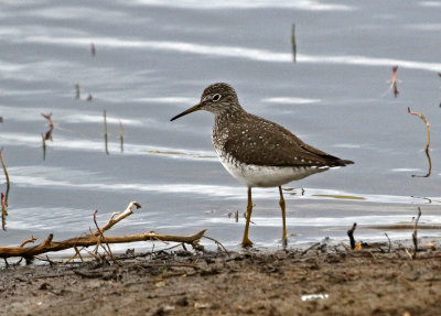 Solitary Sandpiper 2021-05-01