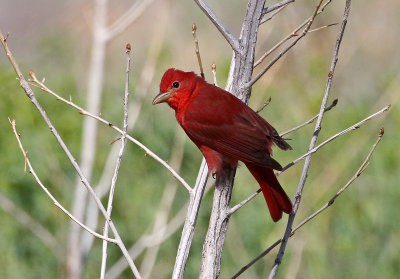 Summer Tanager 2021-05-05
