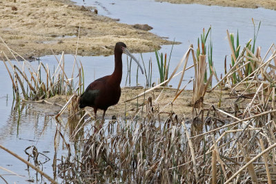 White-faced Ibis 2021-05-02