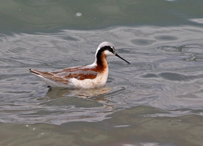 Wilson's Phalarope 2021-05-05