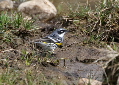 Yellow-rumped Warbler 2021-05-01