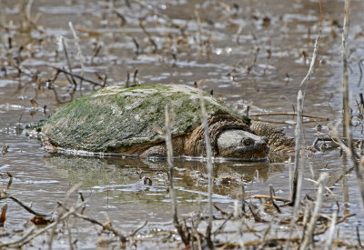 Eastern Snapping Turtle 2021-04-29