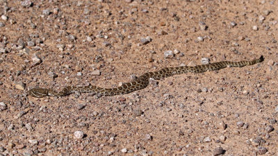 Prairie Rattlesnake 2021-07-11