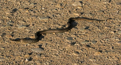 Wandering Garter Snake 2021-09-27
