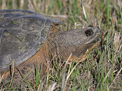 Eastern Snapping Turtle 2021-04-29