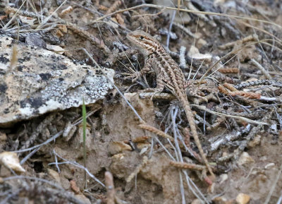 Northern Sagebrush Lizard 2021-09-04