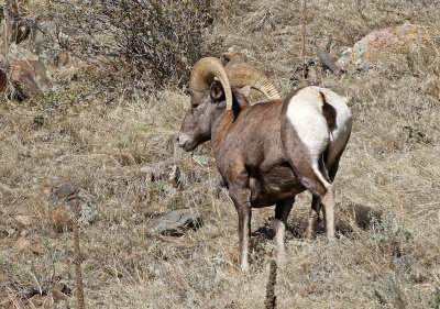 2020 Mammal Photos