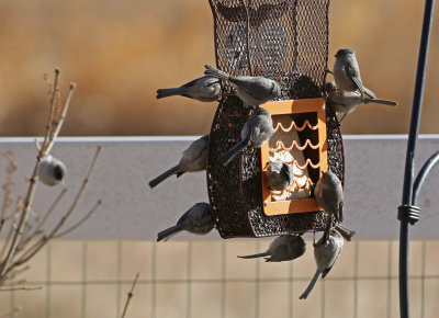 Bushtit 2020-12-23