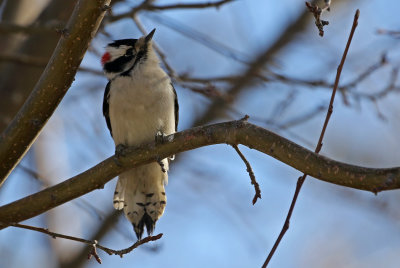 Downy Woodpecker 2020-12-23