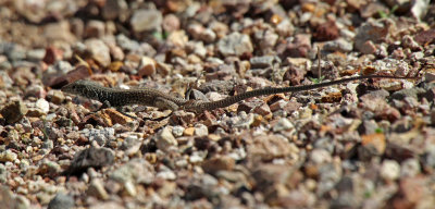 Great Basin Whiptail 2015-10-14