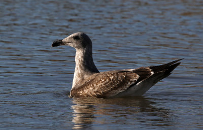 2021 Bird Photos