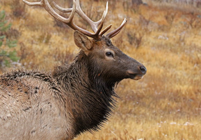 2021 Mammal Photos