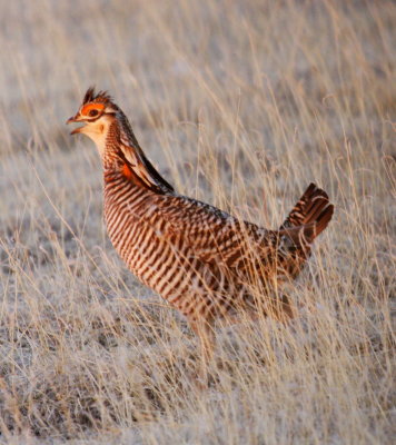 Greater Prairie Chicken 01