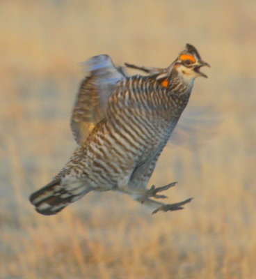 Greater Prairie Chicken 02
