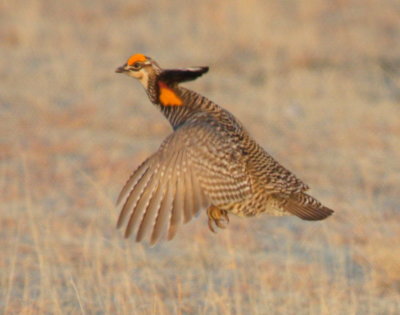 Greater Prairie Chicken 03
