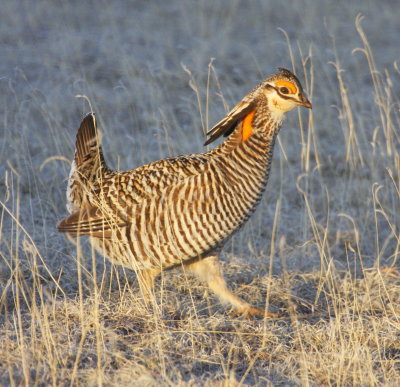 Bledsoe Ranch Greater Prairie Chicken 06