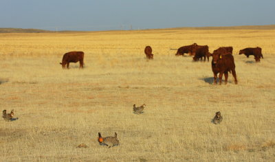 Bledsoe Ranch Greater Prairie Chicken Lek 03