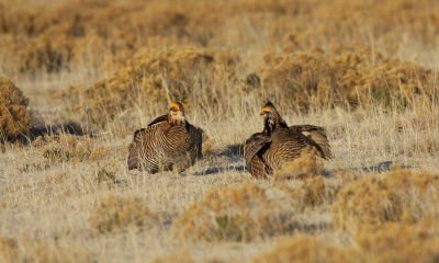 Greater Prairie Chicken Faceoff 04