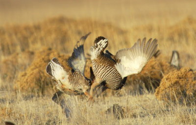 Greater Prairie Chicken Battle 02