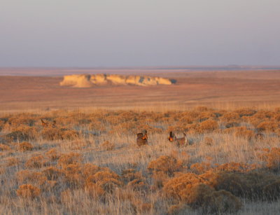 Lesser and Greater Prairie Chicken Lek 09