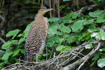 Bare-throated Tiger Heron (Mexicaanse Tijgerroerdomp)