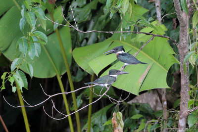 Amazon Kingfishers (Amazone-ijsvogel)