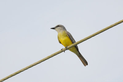 Tropical Kingbird (Tropische Koningstiran)