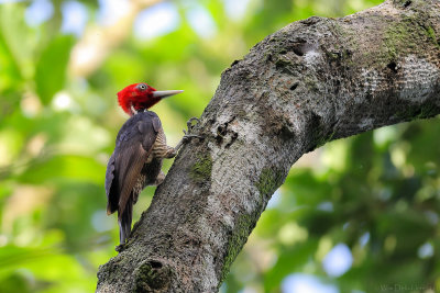 Pale-billed Woodpecker (Koningsspecht)
