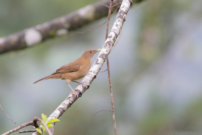 Clay-colored Robin (Gray's Lijster)