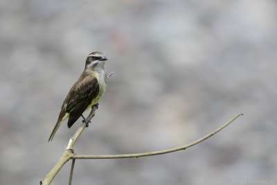 Piratic Flycatcher (Piraattiran)