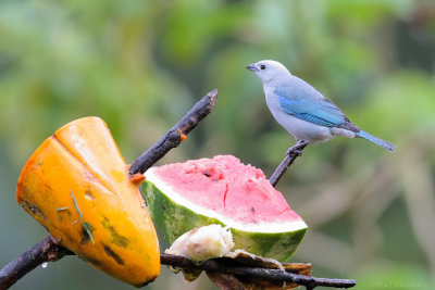 Blue-gray Tanager (Bisschopstangare)