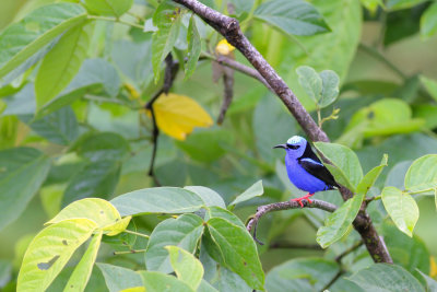 Thraupidae (tanagers and allies)